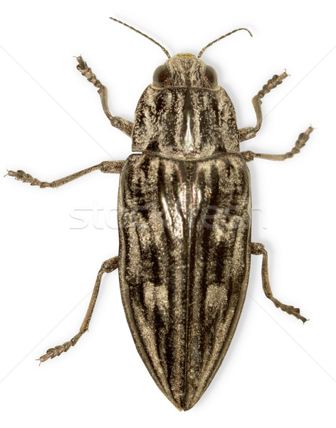 Big black bug isolated on white Stock photo © pzaxe