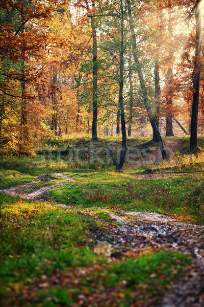 Солнечный утра красивой дуб лес Сток-фото © pzaxe