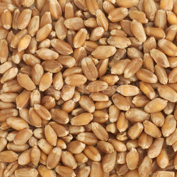 Wheat texture Stock photo © pzaxe