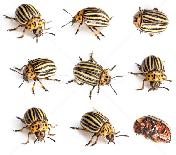 Colorado beetles Stock photo © pzaxe