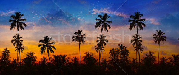Kókusz pálmafák naplemente égbolt Thaiföld narancs Stock fotó © pzaxe