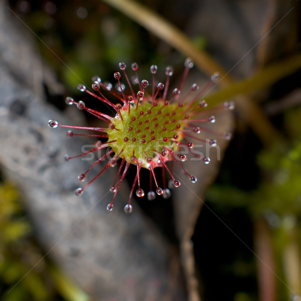 Blad plant roofdier bloem bos haren Stockfoto © pzaxe