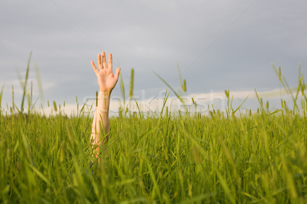The hand stretched from a grass Stock photo © pzaxe