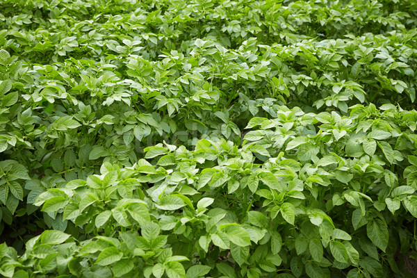 Potato tops Stock photo © pzaxe