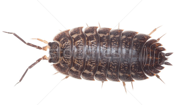 Stock photo: Brown big wood louse - Porcellio scaber