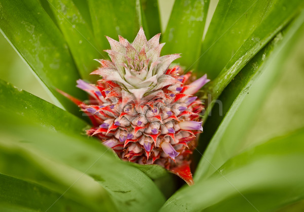 Little red pineapple on a bush Stock photo © pzaxe