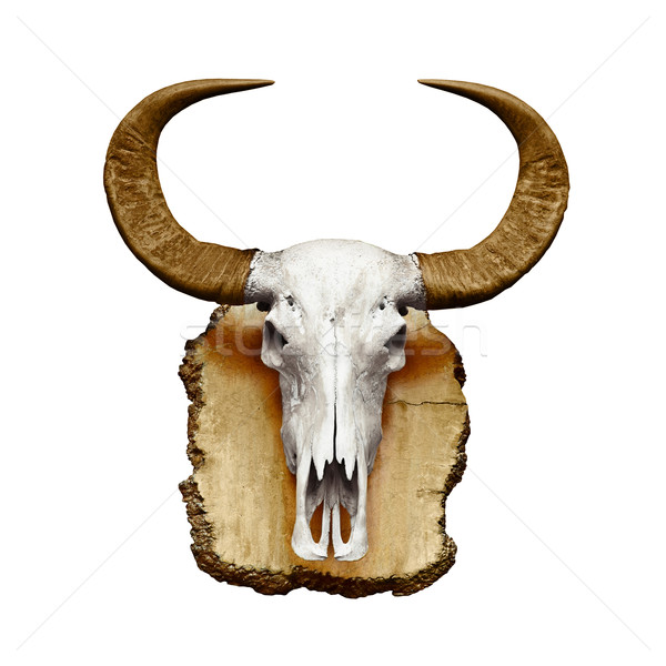Bull skull with horns on white Stock photo © pzaxe