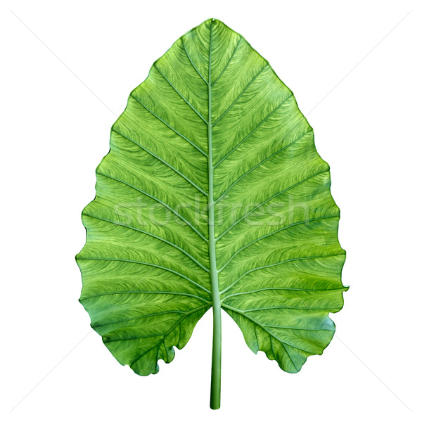 One big green tropical leaf. Isolated over white. Stock photo © pzaxe