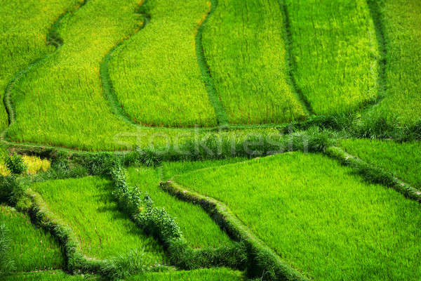 Teraced Rice Fields Stepping Down from the Hillside in Asia Stock photo © pzaxe