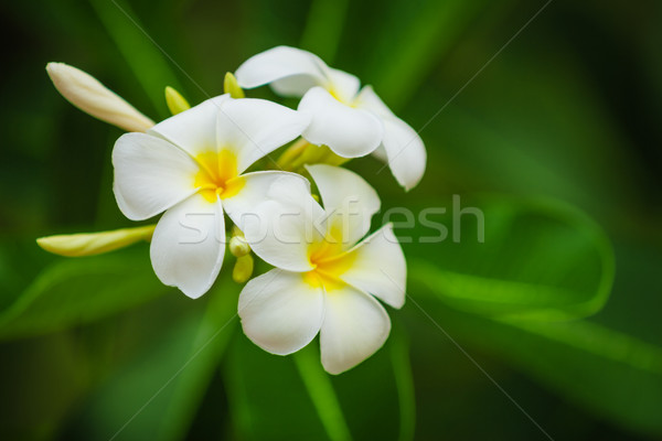 Beautiful white flowers of Plumeria (Frangipani) on green foliag Stock photo © pzaxe