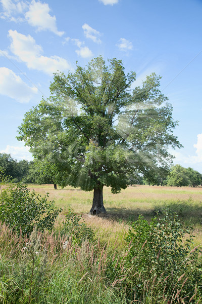 Stehen allein Baum Eiche solar Frühling Stock foto © pzaxe