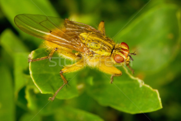 Fliegen braun Anlage Frühling Augen Stock foto © pzaxe