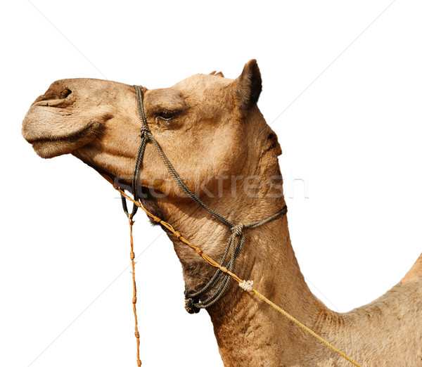 Young camel isolated on white background Stock photo © pzaxe