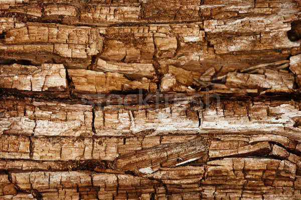Completely rotted wood Stock photo © pzaxe