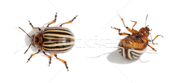Stock photo: Two Colorado bugs. Live and dead.