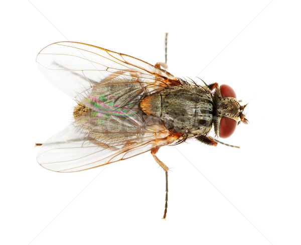 Usual fly close up Stock photo © pzaxe