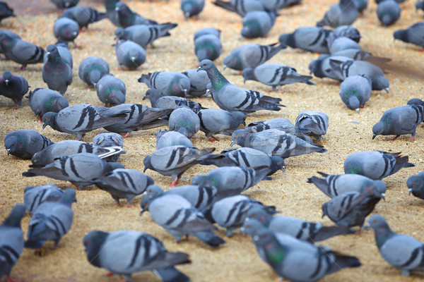 Pigeons feeding on the square Stock photo © pzaxe