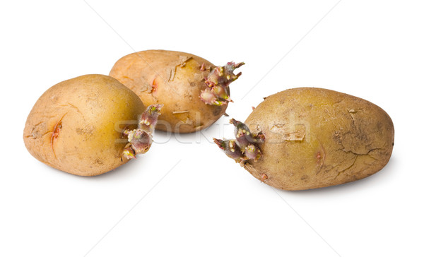 Potato seeds - three tubers on white Stock photo © pzaxe