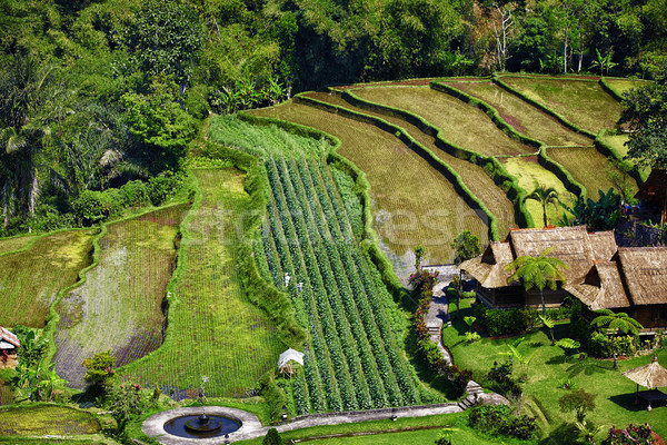 Fiatal zöld rizs mező fák házak Stock fotó © pzaxe