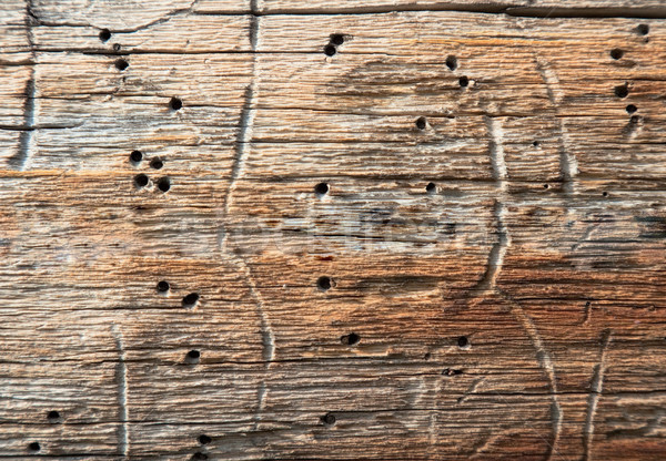 Rotten wood with holes the made larvae of bugs Stock photo © pzaxe