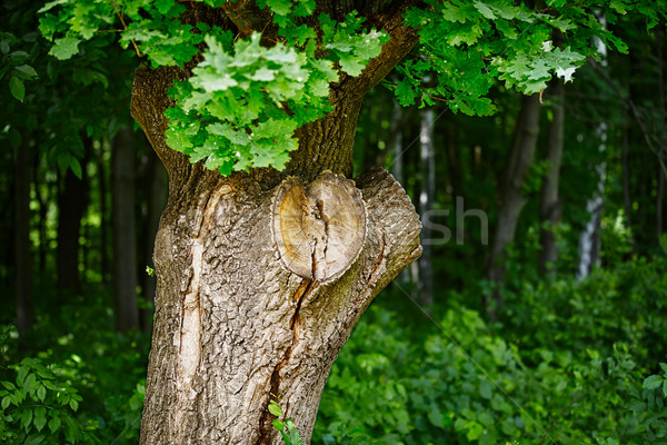 Oak tree trunk Stock photo © pzaxe