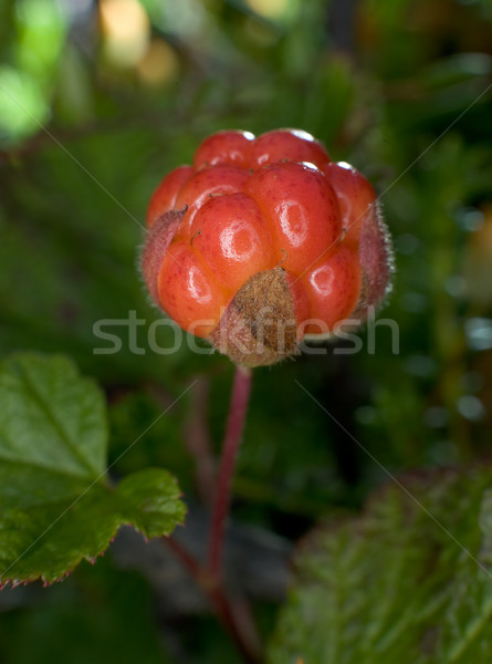 Cloudberries Stock photo © pzaxe