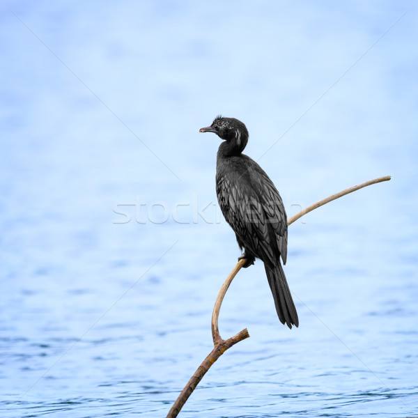 Cormorant on a dry tree above water Stock photo © pzaxe