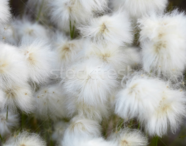 Marsh plants - cotton grass Stock photo © pzaxe