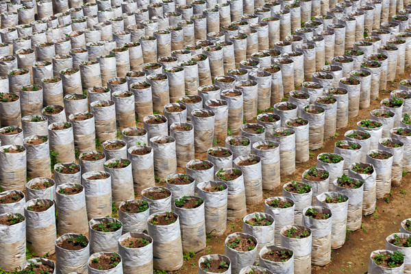 Rozwój truskawek niezwykły sposób Indonezja bali Zdjęcia stock © pzaxe