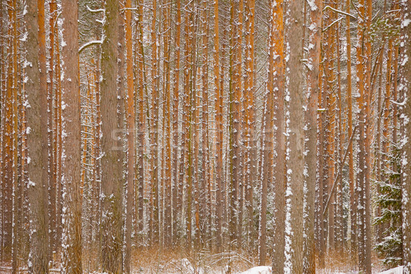 Pine winter forest - trunks of trees Stock photo © pzaxe