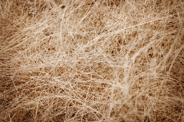 Stock foto: Kokosnuss · Faser · Material · Seile · Palmen