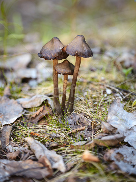 Stock photo: Mycena mushrooms