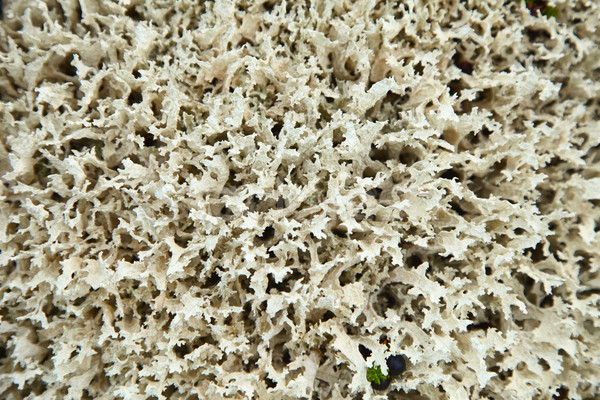 North lichen - Cladonia Stock photo © pzaxe