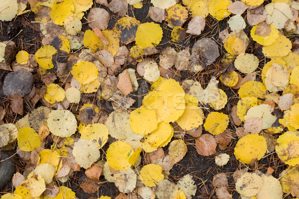 Stock photo: Yellow leaves