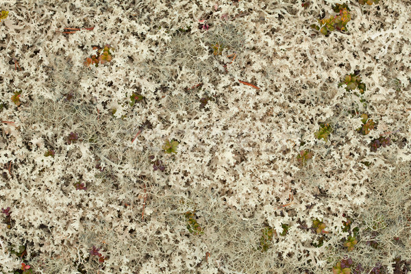 Lichen background - Cetraria nivalis Stock photo © pzaxe