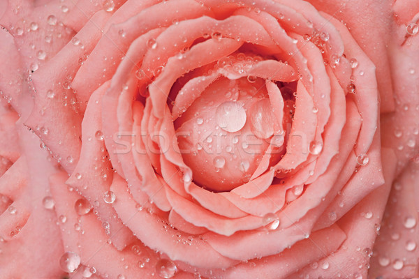 Drops of water on rose-petals Stock photo © pzaxe