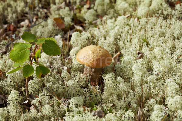 Bétula cogumelo norte verde musgo árvore Foto stock © pzaxe