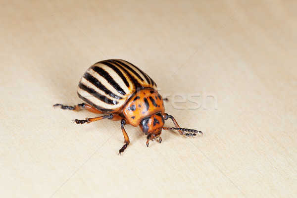 Colorado beetle crawling Stock photo © pzaxe