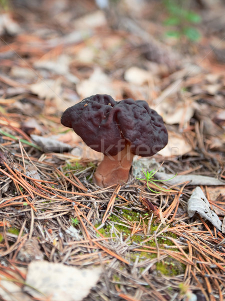 Gyromitra Helvellaceae in wood Stock photo © pzaxe