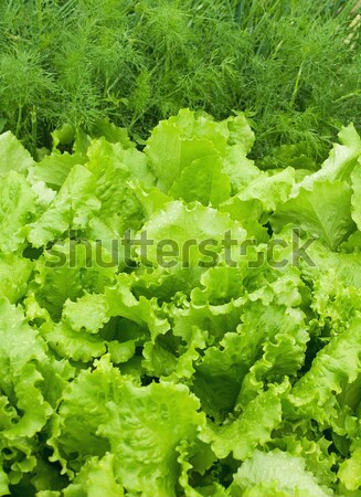 Saláta édeskömény ehető fű kert zöld Stock fotó © pzaxe