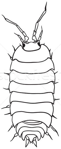 Woodlouse - monochrome vector drawing Stock photo © pzaxe