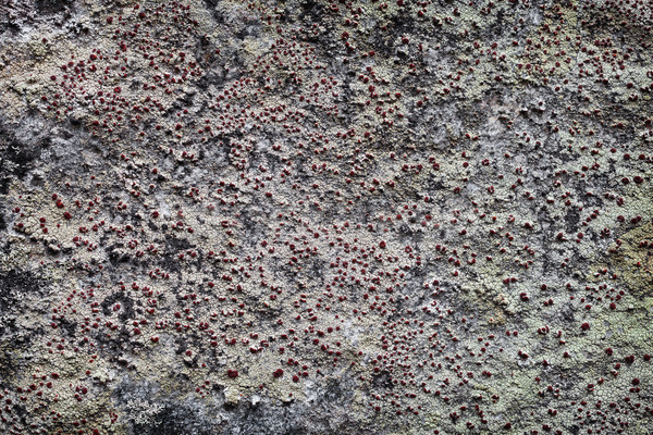 Rock surface with lichen Stock photo © pzaxe