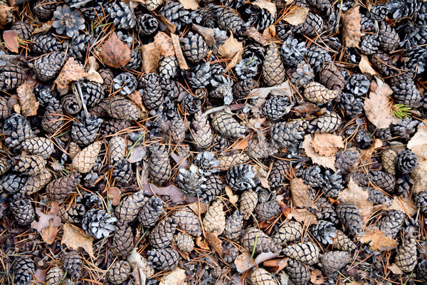 Pine cones on ground background Stock photo © pzaxe