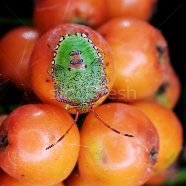 Verde bug seduta montagna cenere frutti di bosco Foto d'archivio © pzaxe