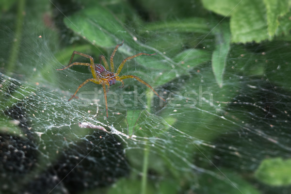 Foto stock: Assustador · aranha · teia · marrom · branco