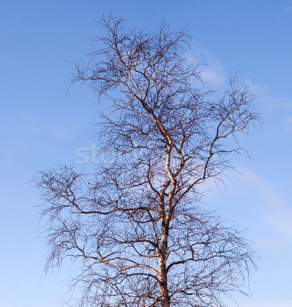 Brzozowy pozostawia zimą Błękitne niebo drzewo lasu Zdjęcia stock © pzaxe