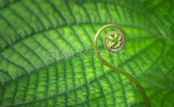 Genç tropikal spiral eğreltiotu Stok fotoğraf © pzaxe
