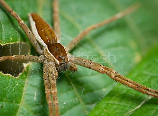 Poilue araignée seuls feuille effrayant rayé Photo stock © pzaxe