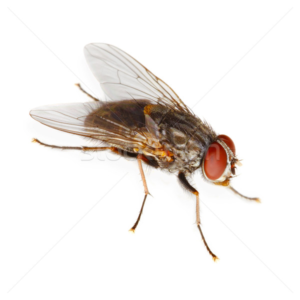 Аly isolated on white background Stock photo © pzaxe