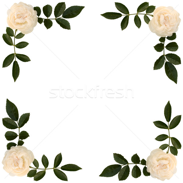 Frame of sprigs  tea-rose Stock photo © pzaxe
